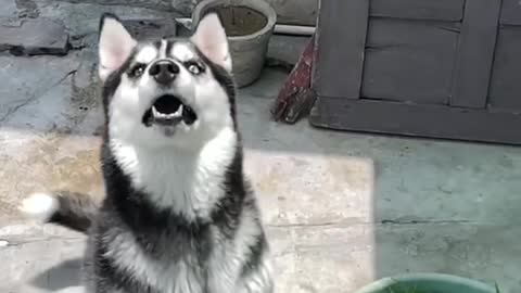 Cute dog