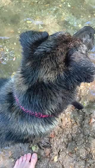 River Dog named Stormy