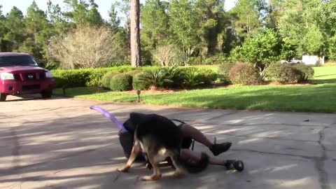 Guard Dog Training Step By Step In Very Easy Way