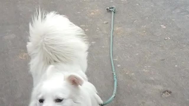 My dog carry