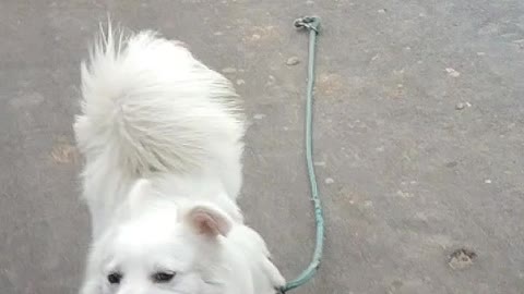 My dog carry