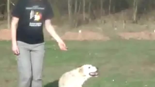 Cute labrador doing tricks