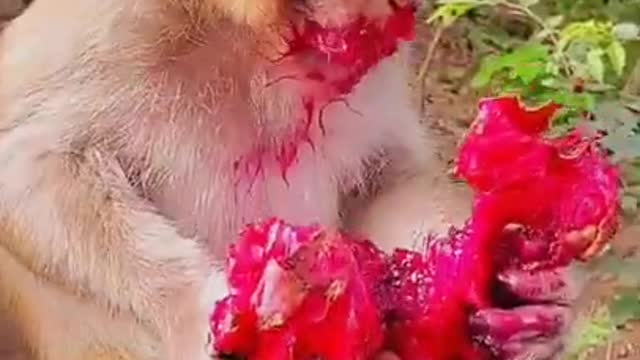 Best Funny Monkey Videos, #37 Cute Baby Monkey, Monkey Happy Family,