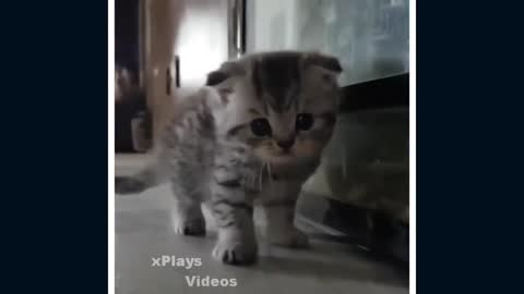 cute cats # 5