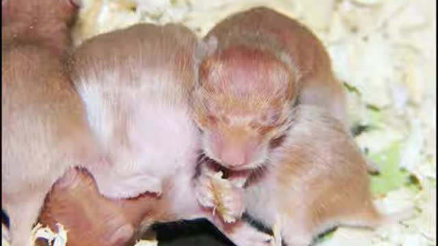 Breeding hamsters