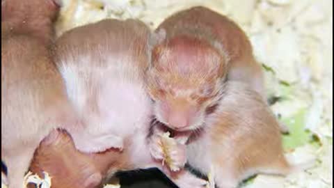 Breeding hamsters