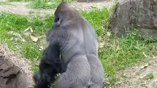 Gorilla swinging in its fun ।। Gorilla ।।