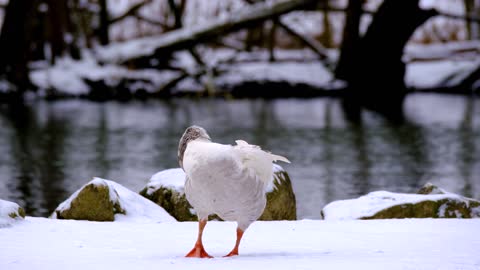 bird-beak-feathers-ornithology-jay-