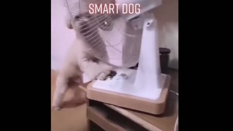 Smart and funny dog