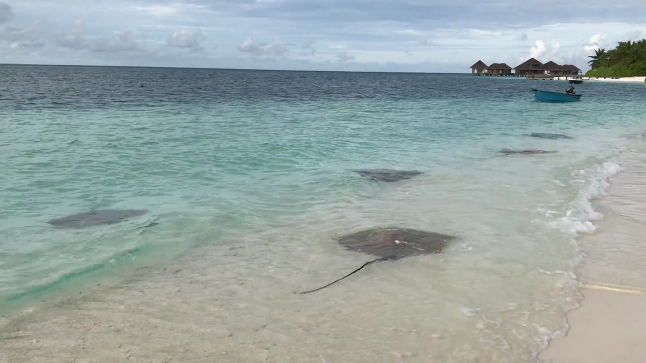 Dancing with Joy: The Five Happy Summing Manta Rays