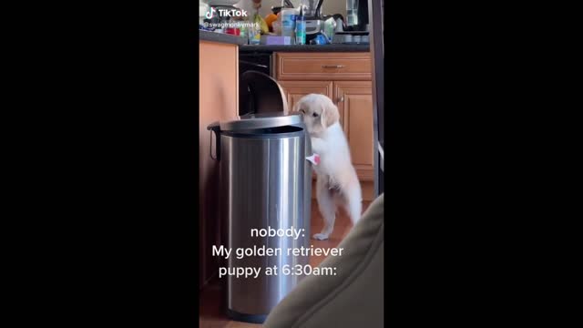 Funny Animal Videos