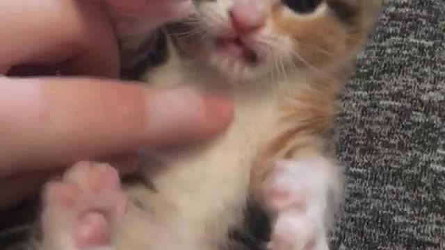 Brown and white cat laying on back playing with fingers