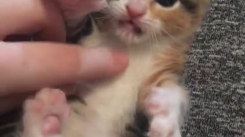 Brown and white cat laying on back playing with fingers