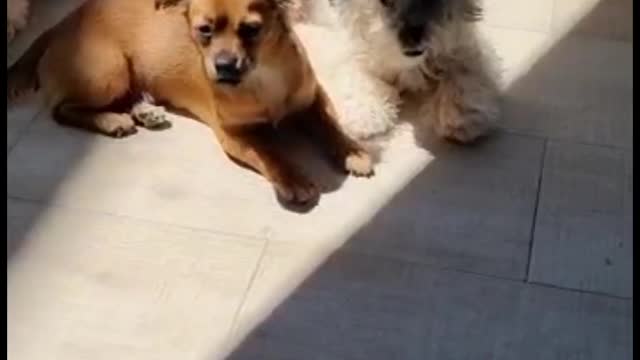 Adorable dogs love to relax under the sun in summer