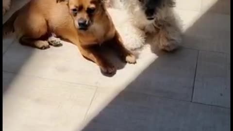 Adorable dogs love to relax under the sun in summer