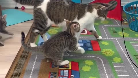 Small cat gives a soft touch to Mom Cat