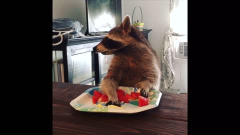 Compilation of pet raccoon's snack time