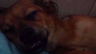 Adorable Dog Lili try to sleep 😴 💤