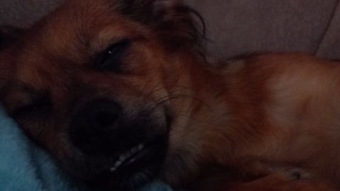Adorable Dog Lili try to sleep 😴 💤