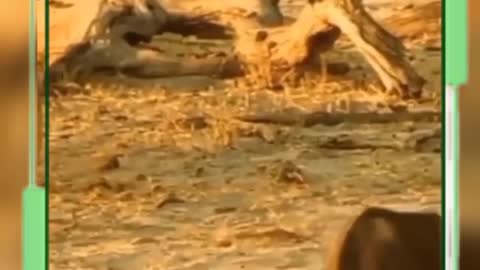 LIONESS ATTACKS ELEPHANT CUB