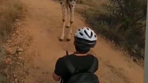 giraffe stops