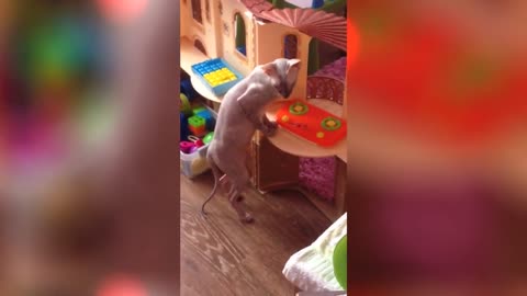 Кошка застыла да ландо