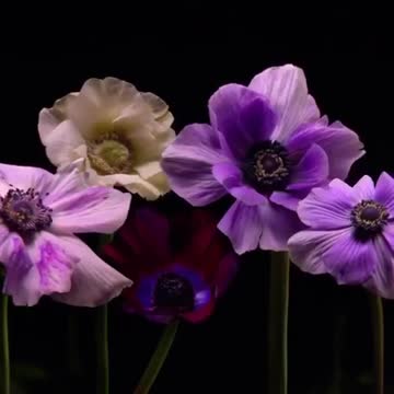 Happy New Year 2021 - Nature explodes !