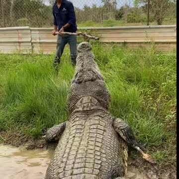 Spicy wet season crocs 😜this time of year is when crocs really have some go about them