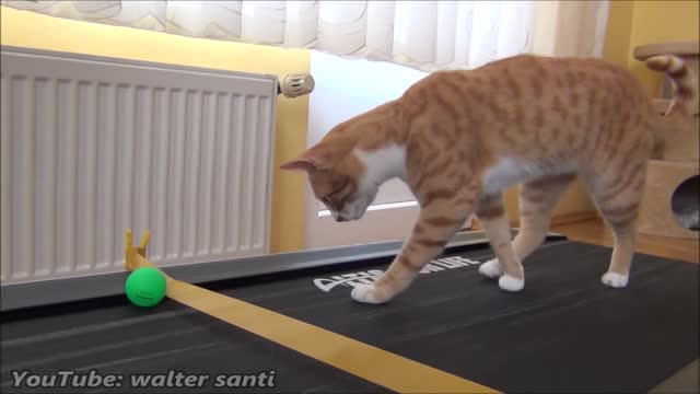 how to training your cat by the watching this Cats Reaction to Treadmill