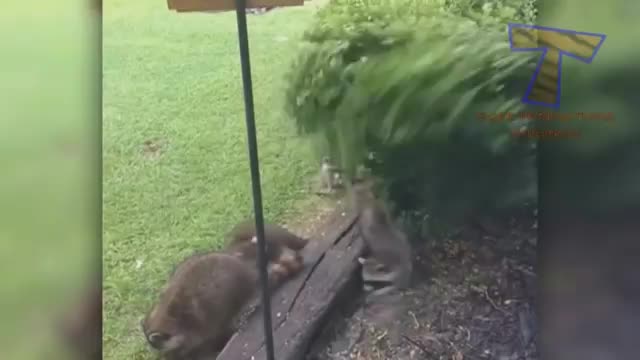 Super FUNNY VIDEOS compilation