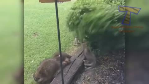 Super FUNNY VIDEOS compilation