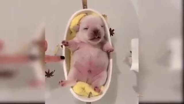 Super cute dogs, cats and other animals