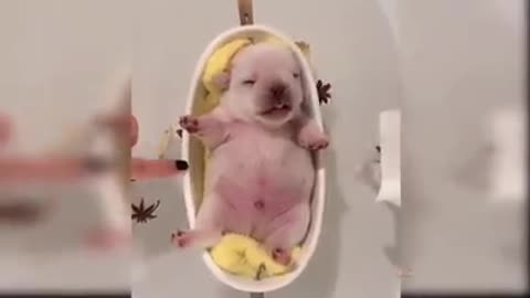 Super cute dogs, cats and other animals
