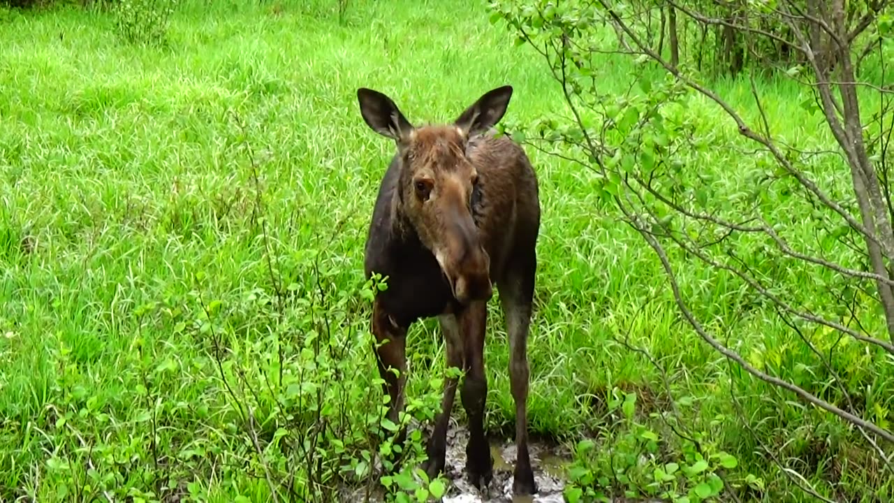 Mudhole Moose