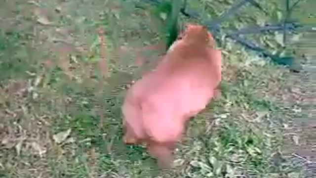 Funny and Hilarious Dog Barking