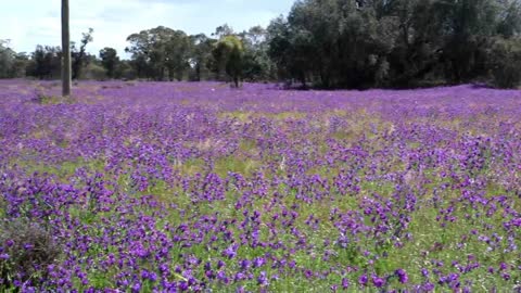 Spring wildflowers.