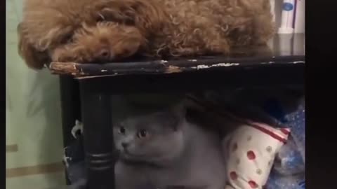Animal Loves