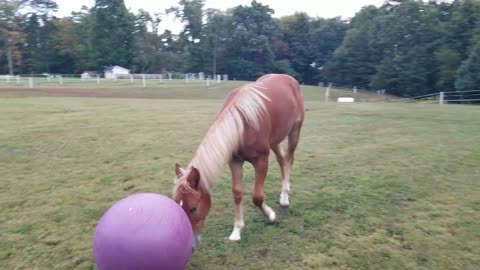 Having a ball