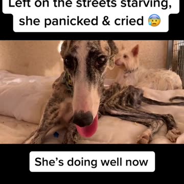 Sometimes we literally find dogs starving in the gutters!