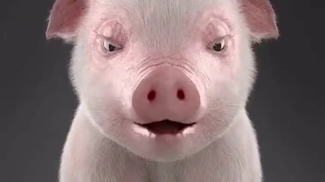 Super cute pig