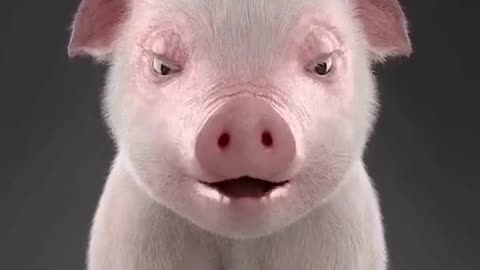 Super cute pig