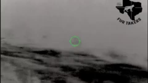 Coyote calling with the convergent bullet hp
