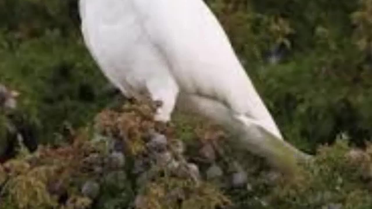 Sulphur-crested Cockatoo #shorts