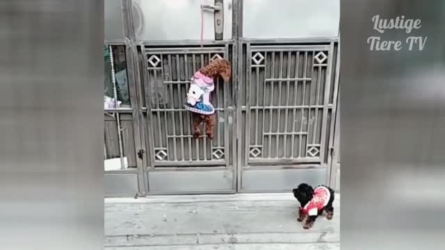 Cute Puppies try to open the door