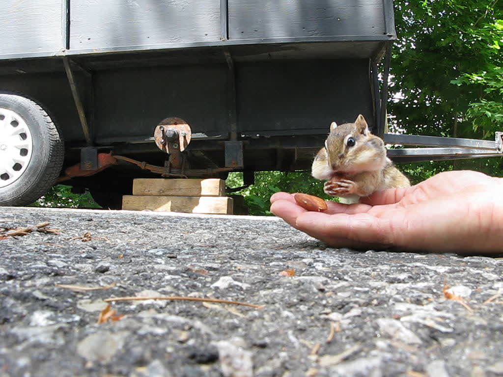 Adorable Chipmunk Stuffs Its Cheeks With Almonds