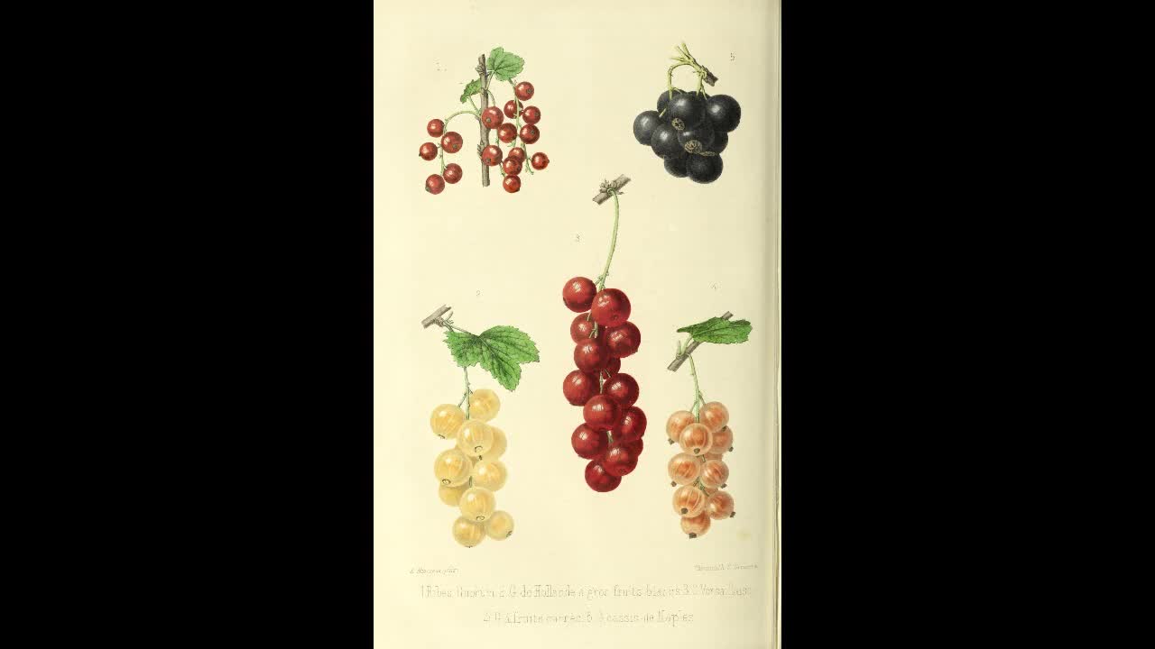 Gooseberry and Current Domestication