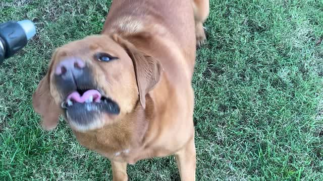 Banjo loves the hose
