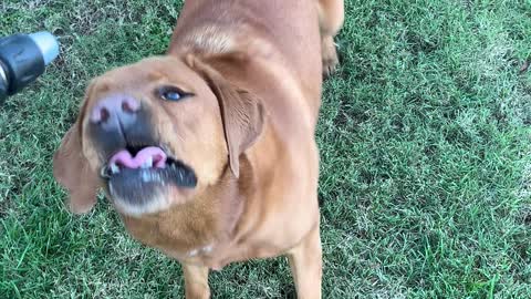 Banjo loves the hose