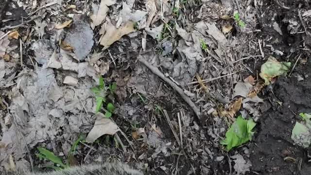 Wild Groundhog Won't Let Woman Go Home Without Her