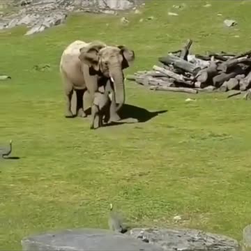 Cute baby elephant playing with birds